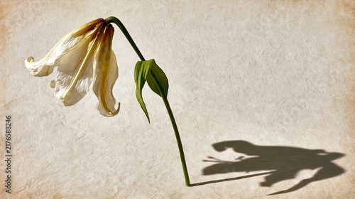 Wilted White Flower on Textured Background with Shadow