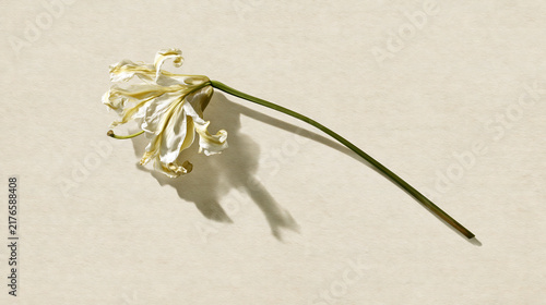 Wilted White Flower on Simple Background