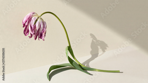 Delicate Pink Tulip Blooming Against Light Wall