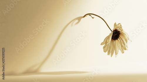 Delicate Daisy Flower Against a Plain Wall
