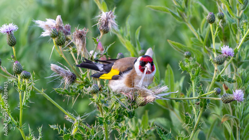 Photography European goldfinch or Carduelis carduelis plucking at hairy willow-herb wildflow