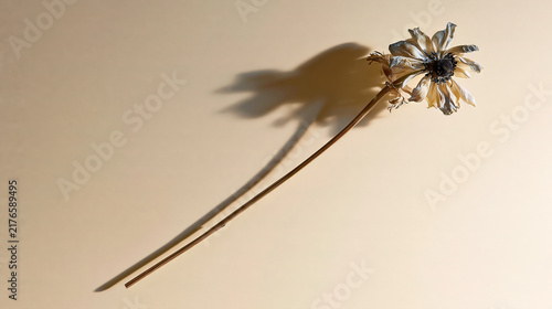 Dried Flower on Light Textured Background