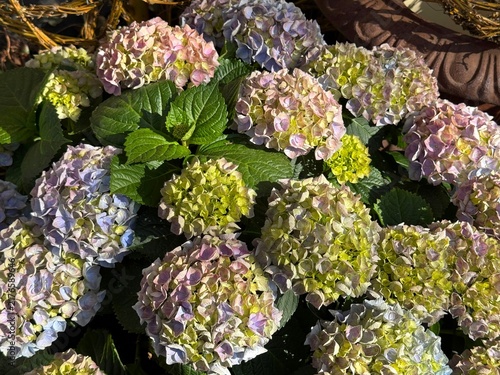 Foto Hydrangea flowers