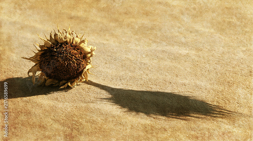 Sunflower on a Textured Concrete Surface with Long Shadow