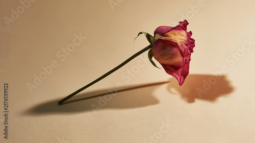 Wilted Rose on a Simple Stem Against a Textured Background