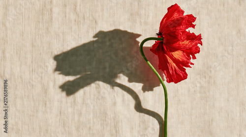 Shadow of a Person Holding a Red Flower on Textured Background