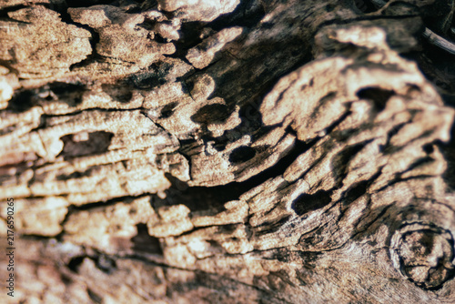 Картината върху платно Weathered wood texture creating an abstract pattern with rough grain and deep cr