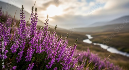 Purple Heather Blooms in Scottish Highlands Landscape with River.