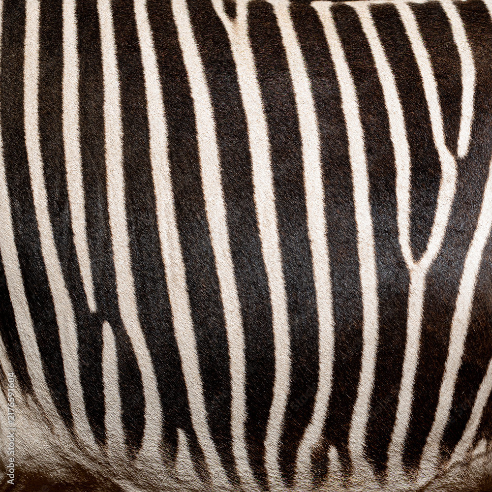 Fototapeta premium Grevy's zebra stripes showing natural pattern and texture