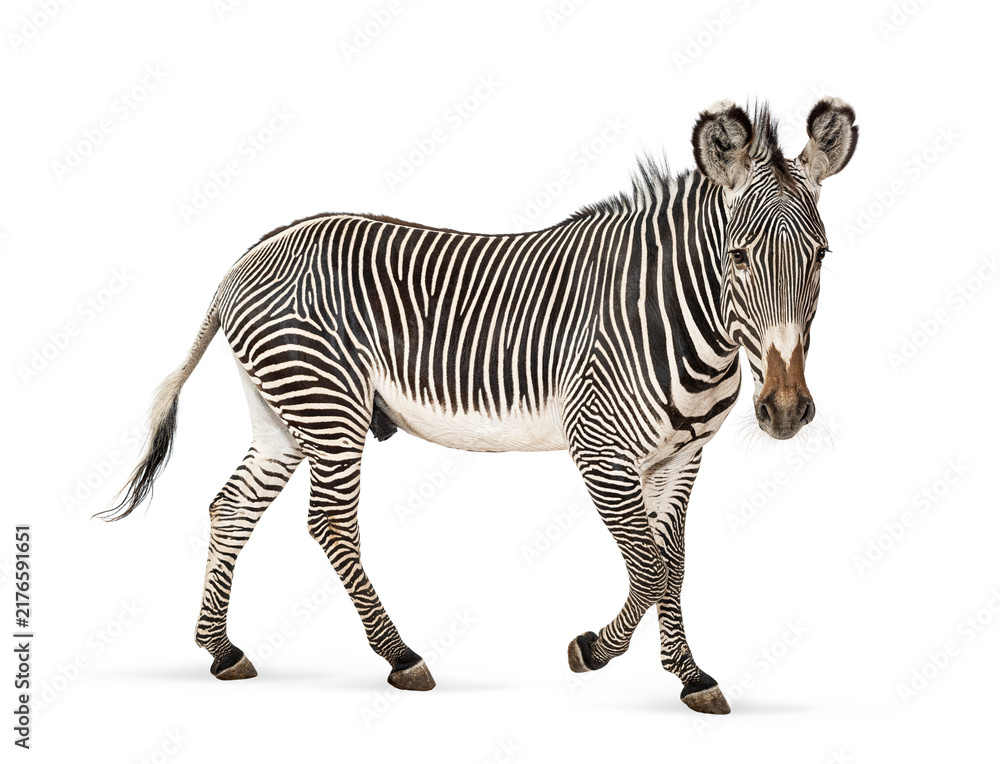 Fototapeta premium Grevy's zebra walking isolated on white background