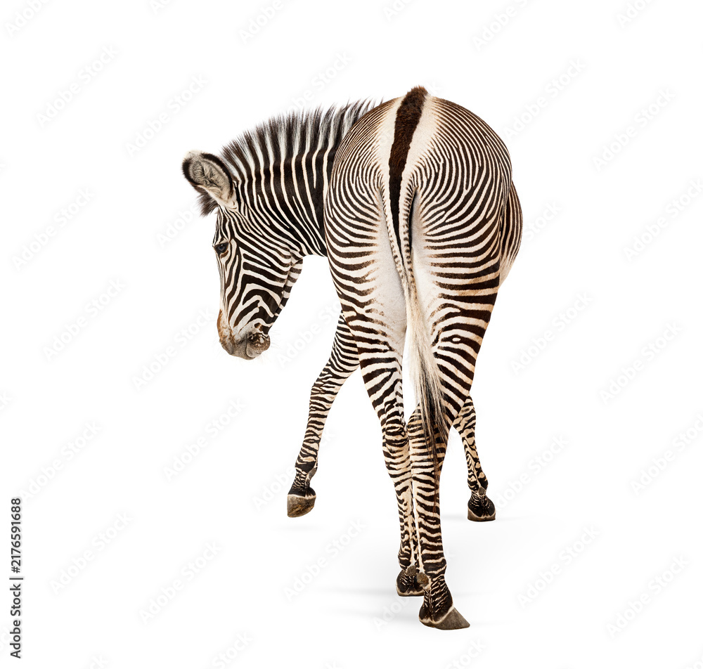 Fototapeta premium Grevy's zebra walking away on white background