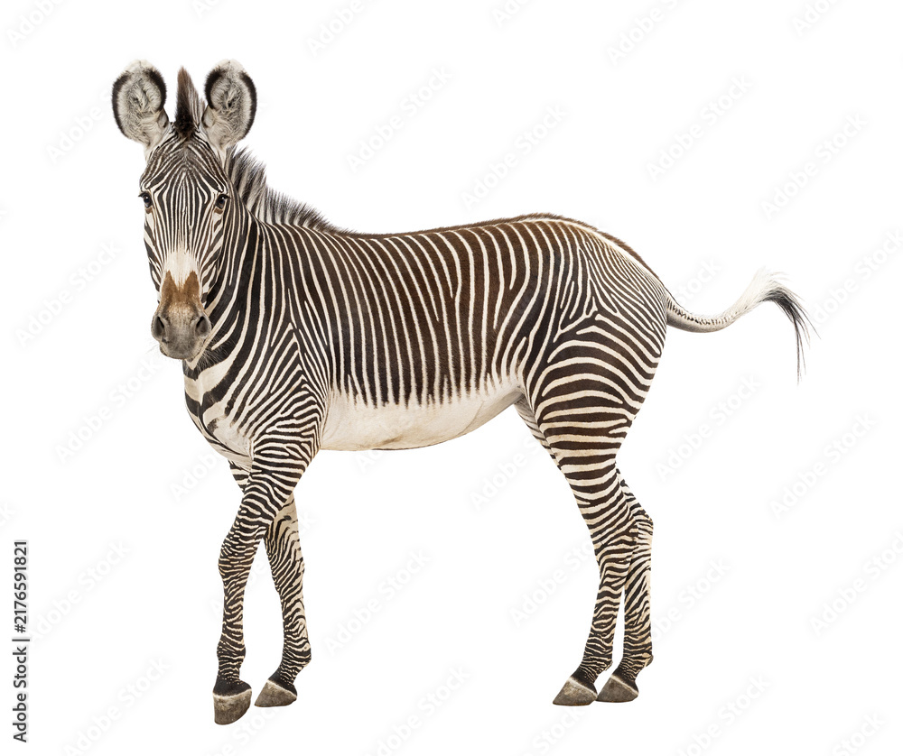 Fototapeta premium Grevy's zebra standing with black and white stripes