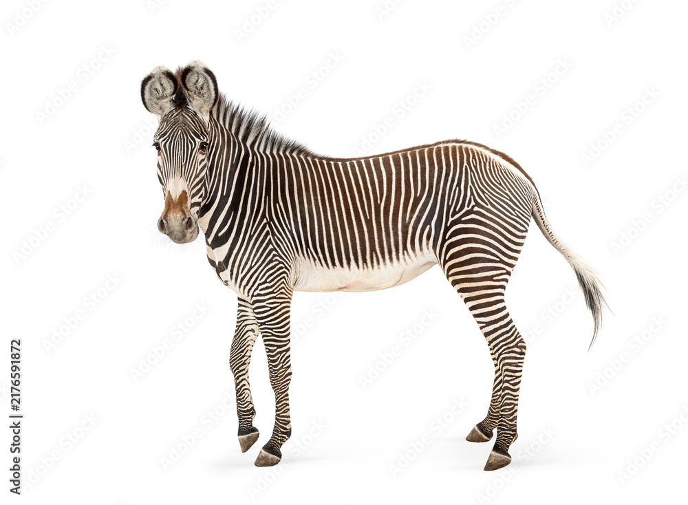 Fototapeta premium Grevy's zebra standing with distinctive stripes