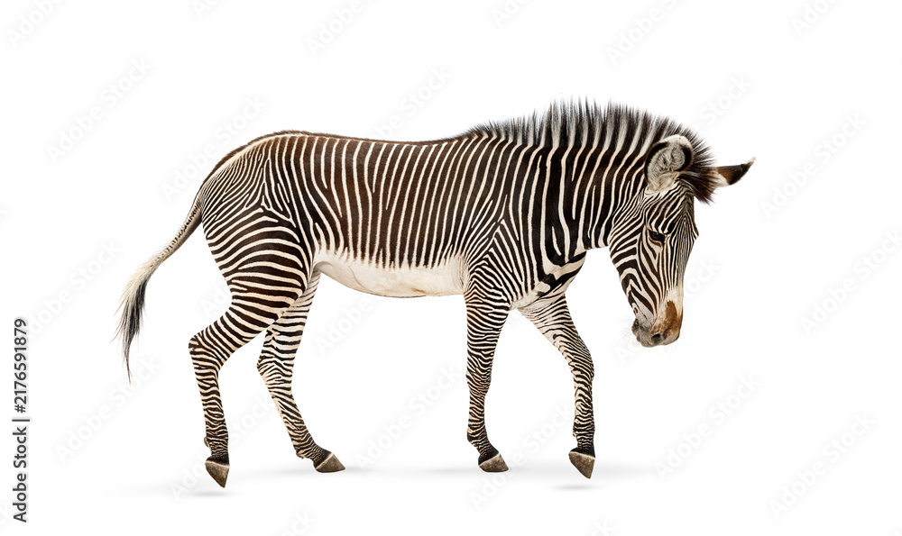 Naklejka premium Grevy's zebra walking, showing striped patterns