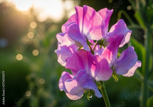 Sweet Pea Flower in Golden Light - A Floral Portrait.