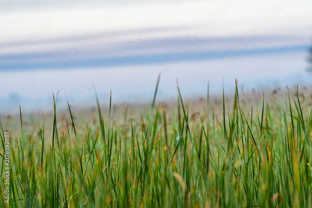 Obraz premium Close-up, shallow depth-of-field view of tall green grass with yellowing tips, set against a softly blurred, hazy background.