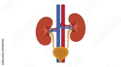 Urinary system anatomy and human kidney function diagram in flat vector style for urology and medical education platforms