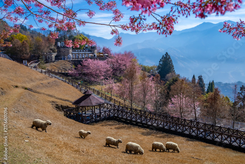 Flock of Sheep Grazing on a Mountain Hillside With Cherry Blossoms