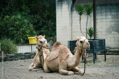 Foto camel in the zoo