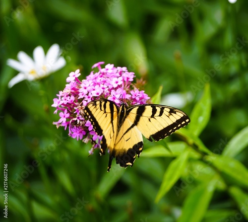 butterfly on flower