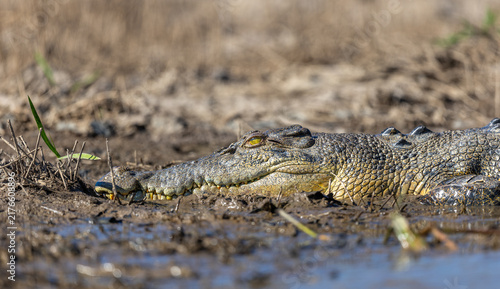 Картината върху платно Saltwater crocodile (Crocodylus porosus), also known as saltie, resting on a mud