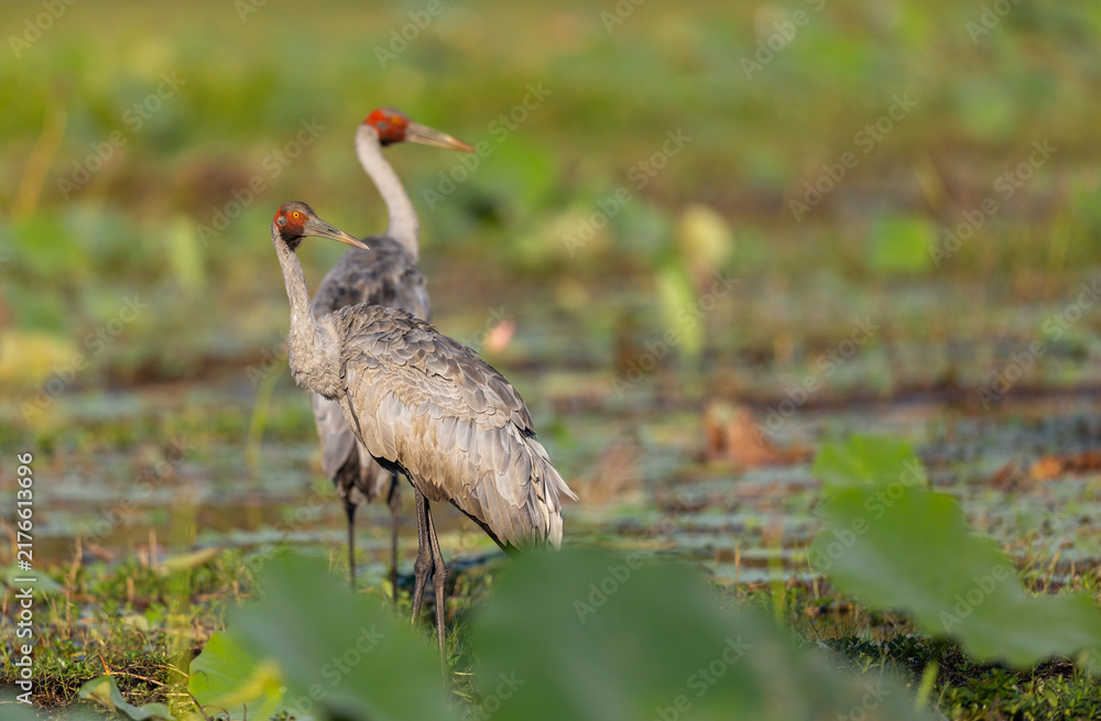 Fototapeta premium Two Brolga (Antigone rubicunda) at a swamp, around Yellow Water, Northern Territory, Australia