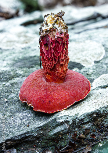 Принти на полотні apple frost bolete underside showing pores and stem closeup
