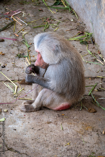 Photography A magnificent hamadryas baboon sits calmly on the dirt ground at Africam Safari Puebla zoo
