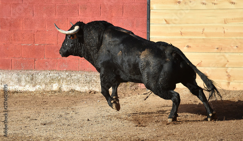 Картината върху платно a black bull running in the spanish bullring in a traditional spectacle of bullf
