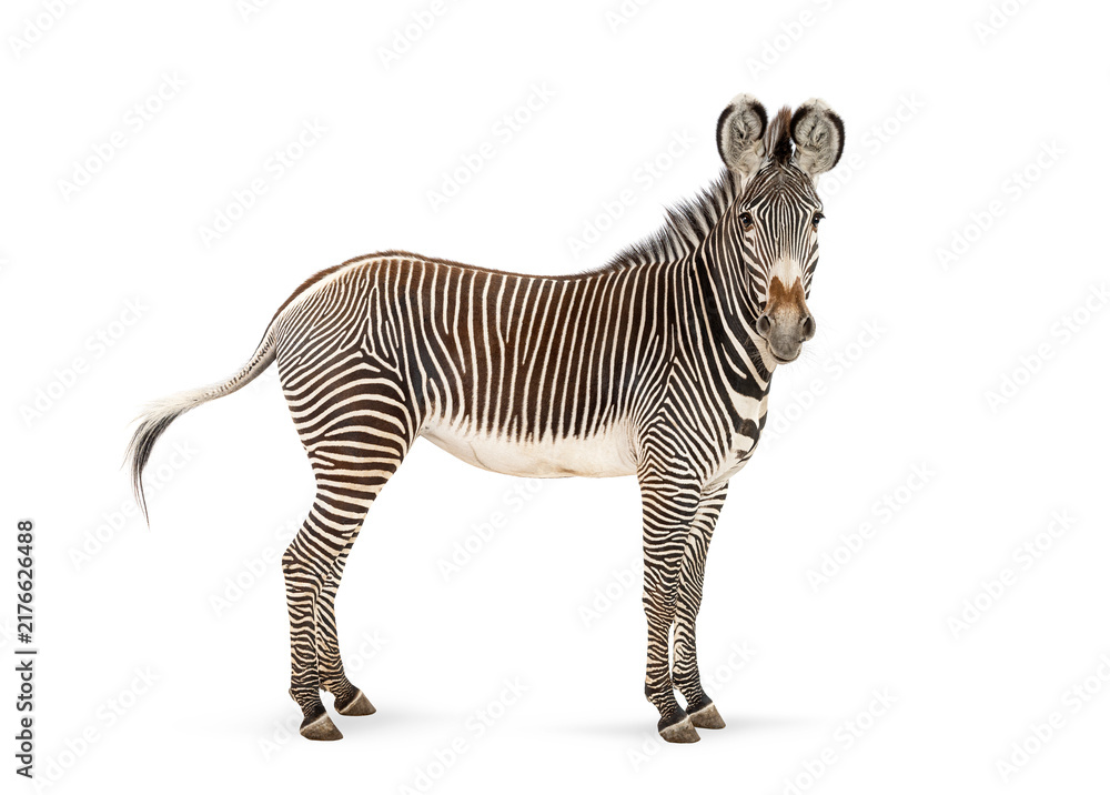 Naklejka premium Grevy's zebra standing with distinctive stripes