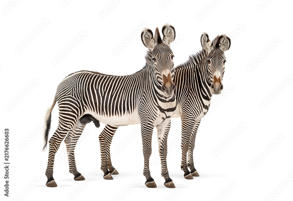Naklejka premium Grevy's zebras standing side by side looking forward