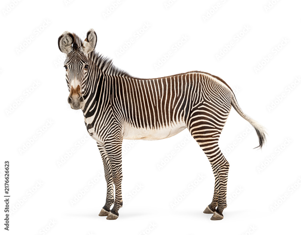 Naklejka premium Grevy's zebra standing facing camera on white