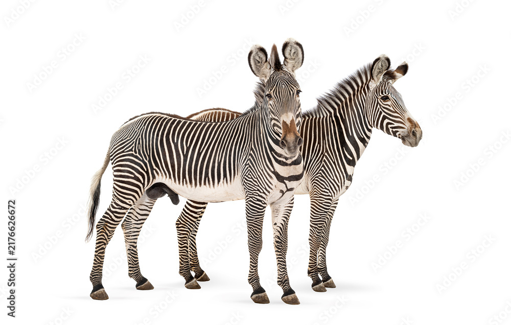 Naklejka premium Grevy's zebras standing side by side looking