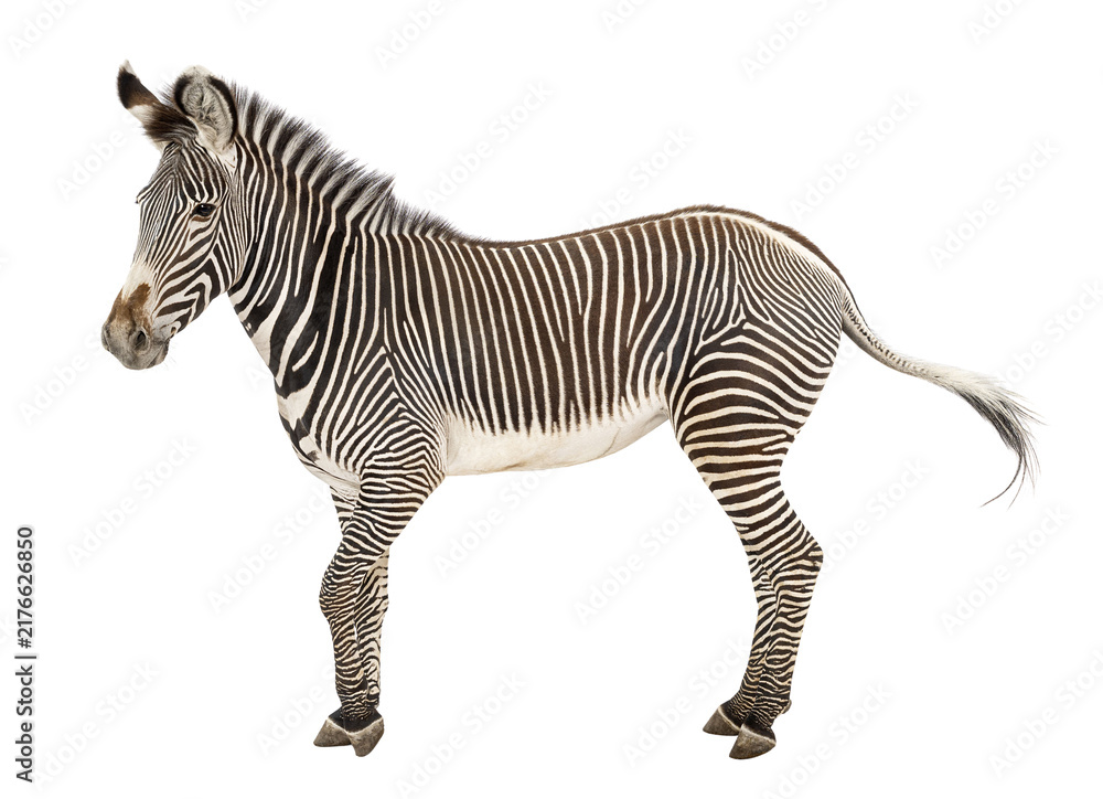 Fototapeta premium Grevy's zebra standing with distinctive stripes transparent background