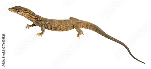 Bild auf Leinwand Sand goanna monitor lizard walking transparent background