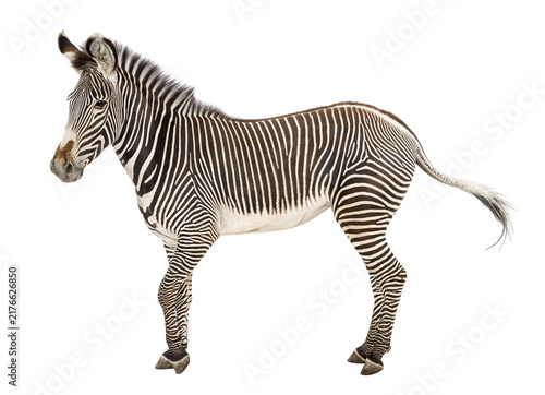 Fotografía Grevy's zebra standing with distinctive stripes transparent background