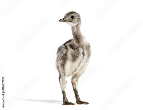 Quadro su tela Lesser rhea chick standing looking away