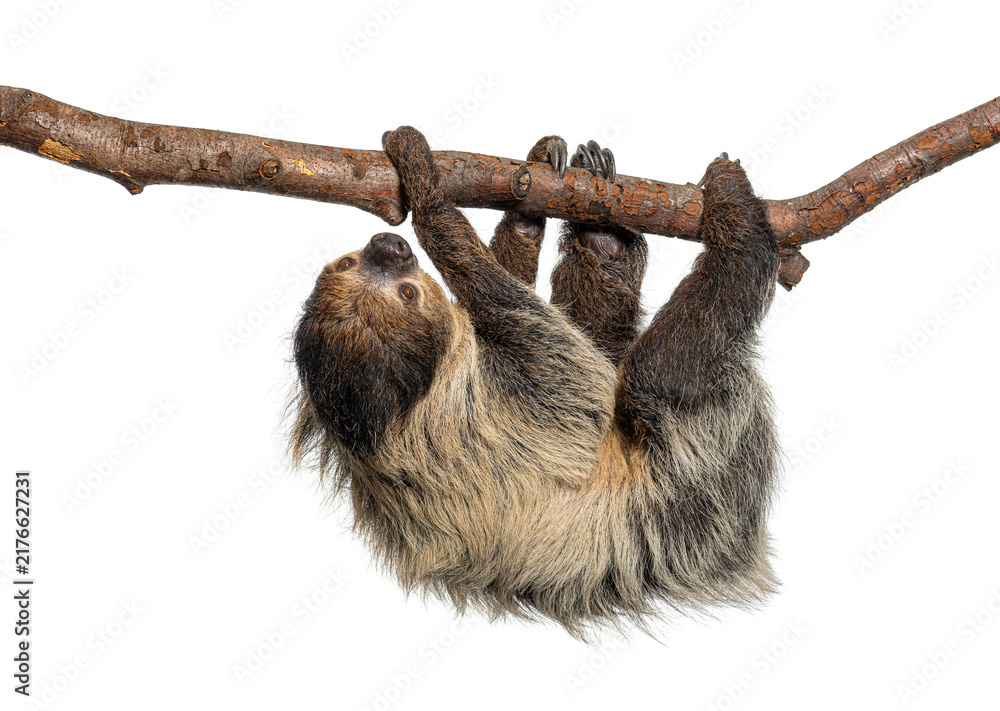 Fototapeta premium Linnaeus's two toed sloth hanging from branch