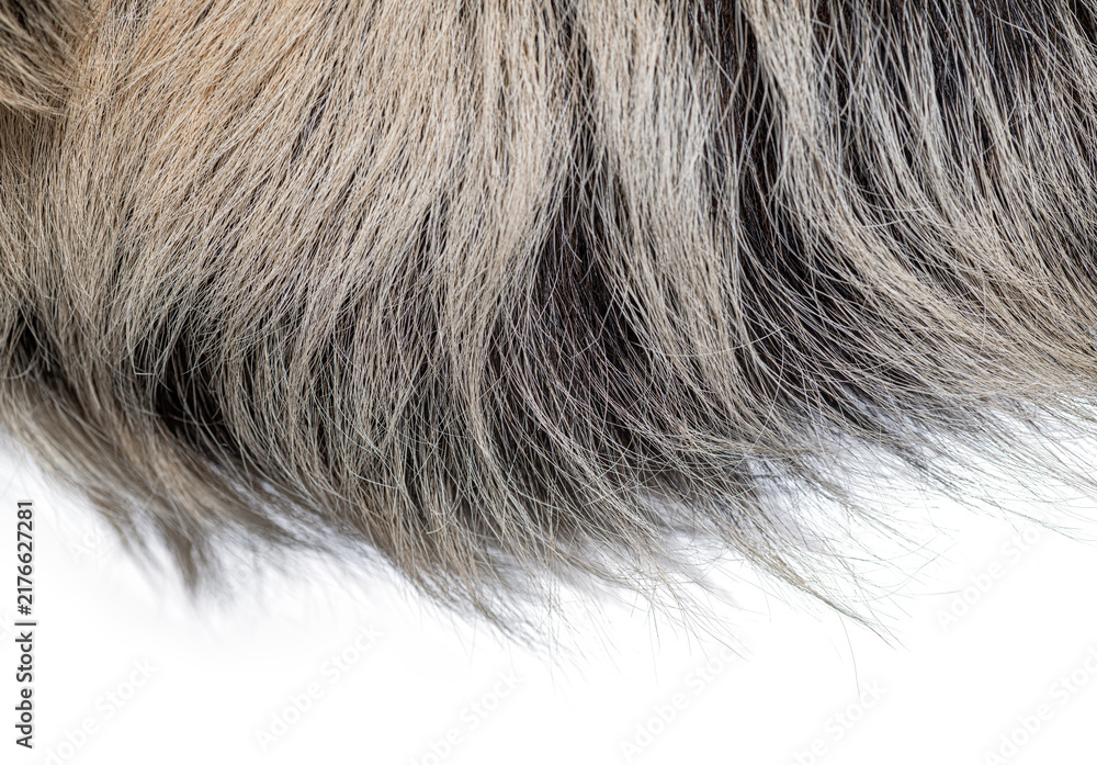 Fototapeta premium Linnaeus's two toed sloth hair close up detail