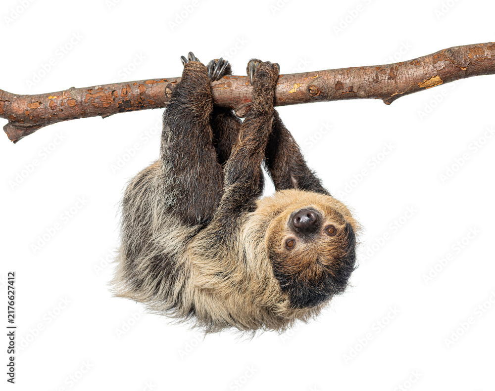Fototapeta premium Linnaeus's two toed sloth hanging upside down on branch