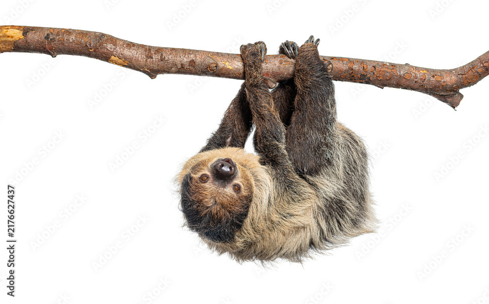 Fototapeta premium Linnaeus's two toed sloth hanging upside down on branch