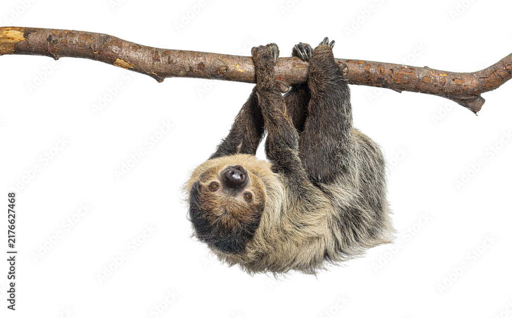 Obraz premium two toed sloth; choloepus didactylus; hanging upside down on branch