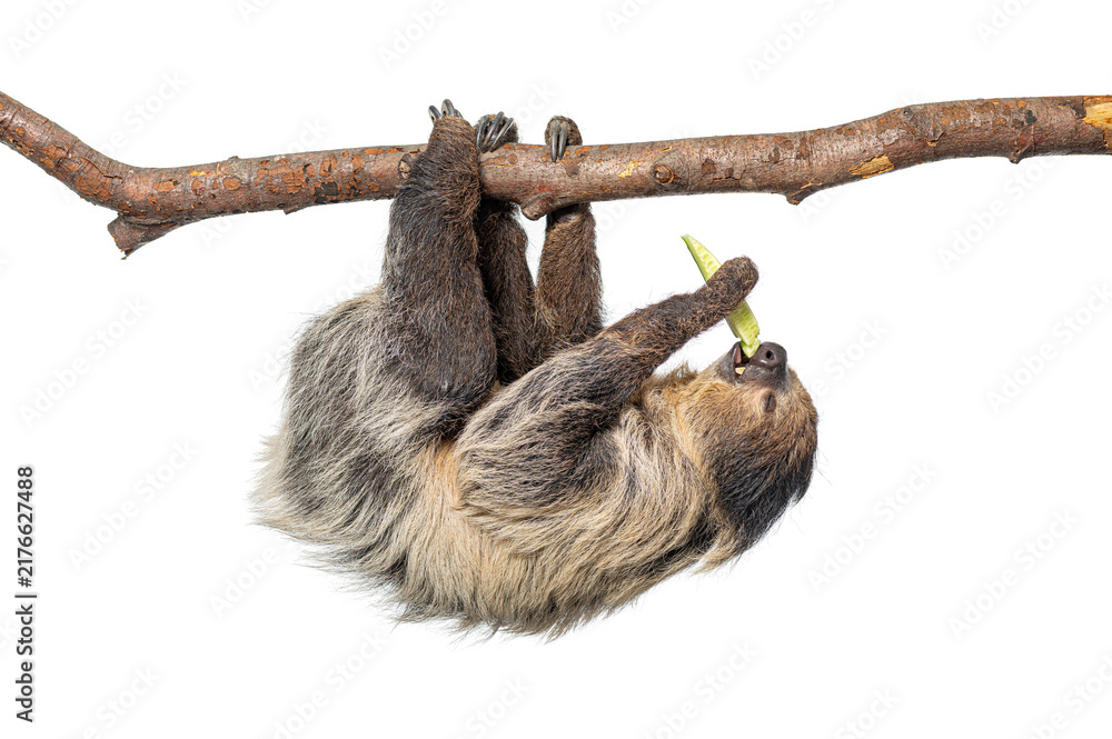 Fototapeta premium Linnaeus's two toed sloth hanging and eating