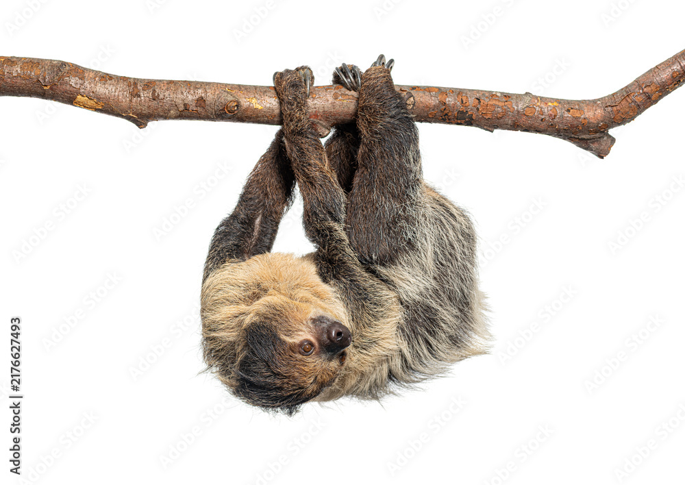 Fototapeta premium Linnaeus's two toed sloth hanging on a branch