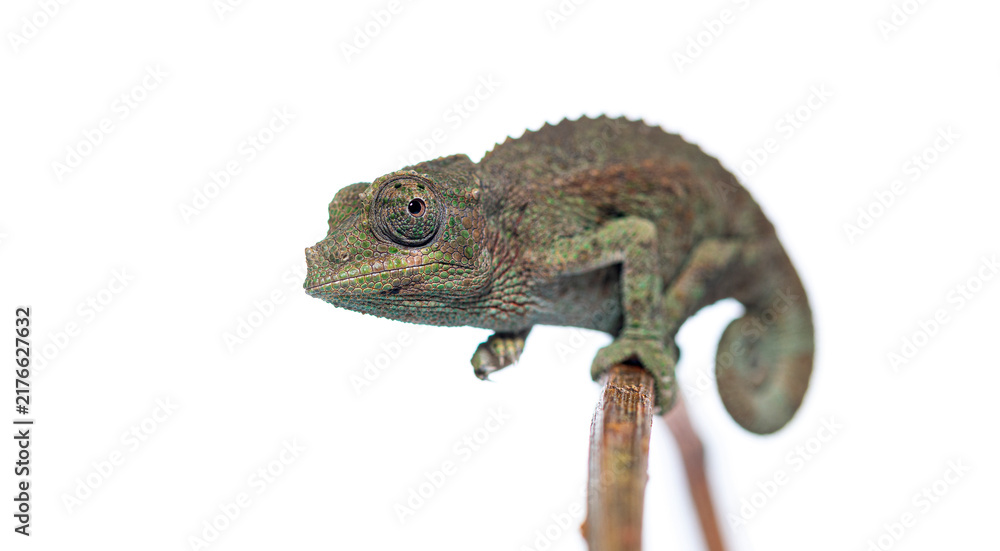 Fototapeta premium Jackson's horned chameleon perching on a tree branch