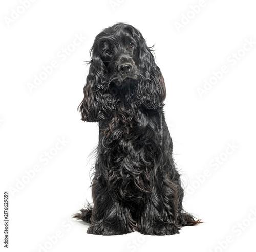 Obraz na płótnie Black english cocker spaniel sitting and looking