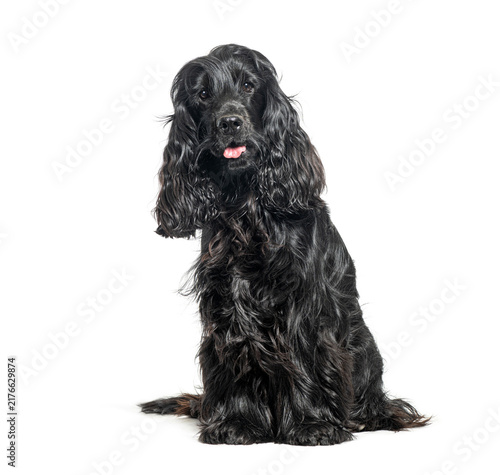 Картината върху платно Black english cocker spaniel sitting on white background