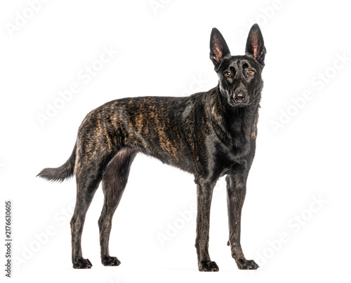 Quadro su tela Dutch shepherd dog standing looking at camera
