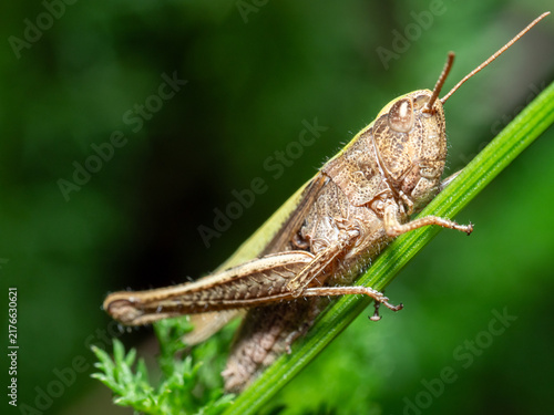 Fotografie Tiny grasshopper perches on slender green blade
