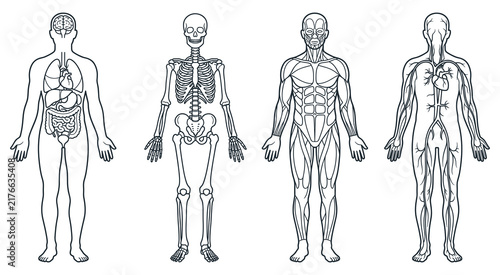 Human body anatomy outlines internal organs and systems.